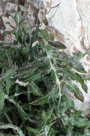 Jurinea mollis \ Weiche Silberscharte, Spinnweb-Bisamdistel / Soft Knapweed, Jurinea, Samos Spatharei 17.4.2017