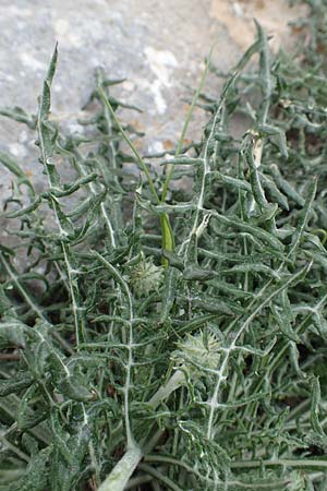 Jurinea mollis \ Weiche Silberscharte, Spinnweb-Bisamdistel / Soft Knapweed, Jurinea, Samos Spatharei 17.4.2017