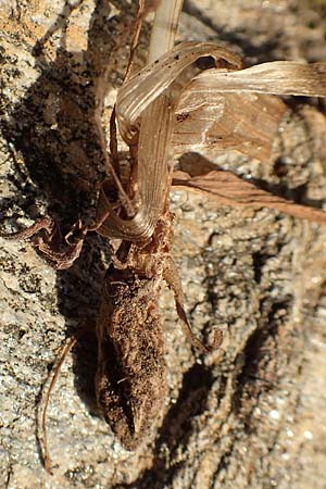 Anacamptis morio subsp. caucasica \ Südkaukasisches Knabenkraut (Knolle freigelegt durch Erosion), Samos,  Drakei 18.4.2017 