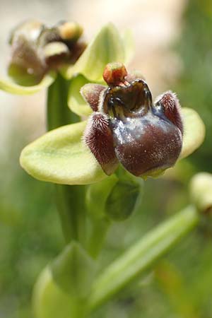 Ophrys bombyliflora \ Bremsen-Ragwurz, Drohnen-Ragwurz, Samos,  Psili Ammos 16.4.2017 