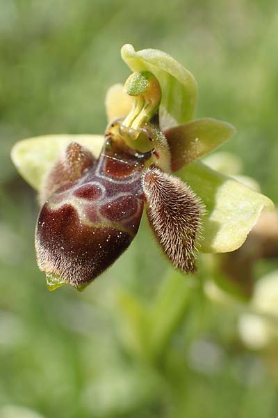 Ophrys bombyliflora x umbilicata, Samos,  Psili Ammos 16.4.2017 