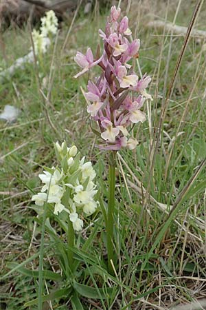 Dactylorhiza romana / Roman Orchid, Samos,  Mt.Ambelos 12.4.2017 