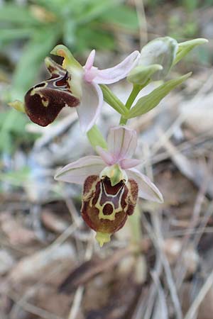 Ophrys heterochila / Various-Lip Bee Orchid, Samos,  Potami 15.4.2017 