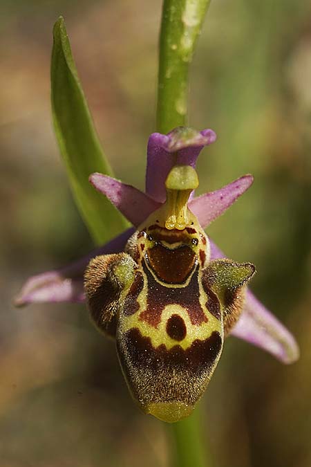 Ophrys homeri \ Homers Ragwurz / Homer's Bee Orchid, Samos,  Südosten/Southeast 24.4.2022 (Photo: Helmut Presser)