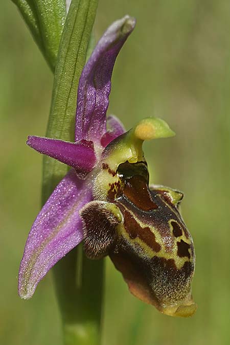 Ophrys homeri \ Homers Ragwurz / Homer's Bee Orchid, Samos,  Südosten/Southeast 24.4.2022 (Photo: Helmut Presser)