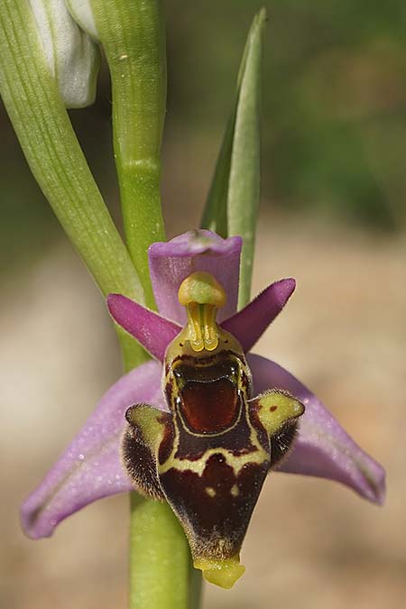 Ophrys homeri \ Homers Ragwurz / Homer's Bee Orchid, Samos,  Südosten/Southeast 24.4.2022 (Photo: Helmut Presser)