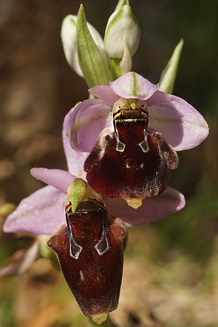 Ophrys icariensis \ Ikaria-Ragwurz / Ikaria Orchid, Ikaria,  Nordosten/Northeast 9.4.2022 (Photo: Helmut Presser)