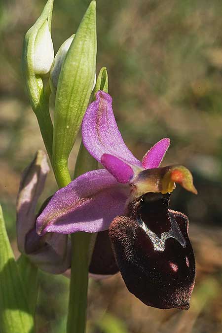 Ophrys icariensis \ Ikaria-Ragwurz / Ikaria Orchid, Ikaria,  Nordosten/Northeast 9.4.2022 (Photo: Helmut Presser)