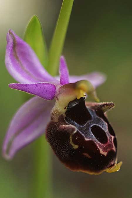 Ophrys icariensis \ Ikaria-Ragwurz / Ikaria Orchid, Ikaria,  Süden/South 9.4.2022 (Photo: Helmut Presser)