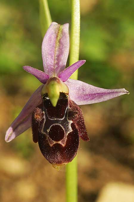 Ophrys icariensis \ Ikaria-Ragwurz / Ikaria Orchid, Ikaria,  Süden/South 9.4.2022 (Photo: Helmut Presser)