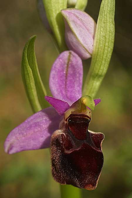 Ophrys icariensis \ Ikaria-Ragwurz / Ikaria Orchid, Ikaria,  Norden/North 9.4.2022 (Photo: Helmut Presser)