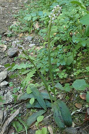 Neotinea maculata \ Keuschorchis / Dense-flowered Orchid, Samos,  Ambelos 14.4.2017 