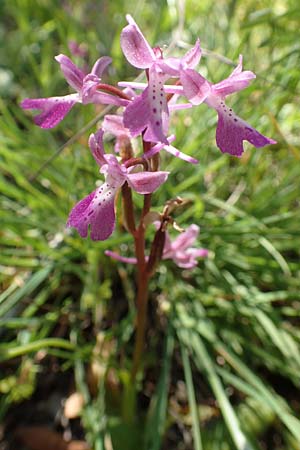 Orchis anatolica / Anatolian Orchid, Samos,  Kamara 16.4.2017 