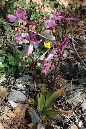 Orchis anatolica / Anatolian Orchid, Samos,  Limnionas 18.4.2017 