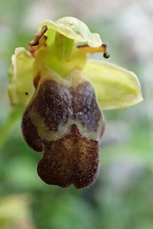Ophrys parosica \ Paros-Ragwurz / Paros Orchid, Samos,  Potami 15.4.2017 