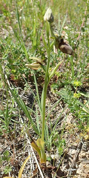 Ophrys herae \ Hera-Ragwurz, Samos,  Paleokastro 11.4.2017 