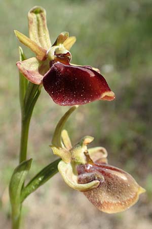 Ophrys herae \ Hera-Ragwurz / Hera Orchid, Samos,  Paleokastro 11.4.2017 