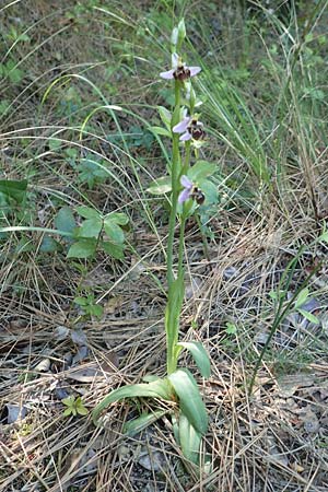 Ophrys heterochila / Various-Lip Bee Orchid (another site), Samos,  Potami 15.4.2017 