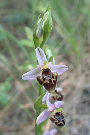 Ophrys heterochila \ Verschiedenlippige Ragwurz / Various-Lip Bee Orchid, Samos,  Potami 15.4.2017 