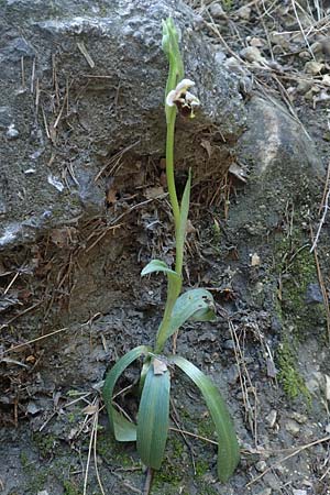 Ophrys heterochila \ Verschiedenlippige Ragwurz / Various-Lip Bee Orchid, Samos,  Potami 15.4.2017 