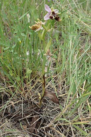 Ophrys samiotissa / Samian Bee Orchid, Samos,  Spatharei 17.4.2017 