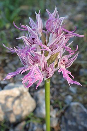 Orchis italica / Wavy-Leaved Monkey Orchid, Italian Man Orchid, Samos,  Potami 15.4.2017 