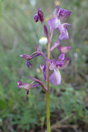 Anacamptis morio subsp. caucasica \ Südkaukasisches Knabenkraut, Samos,  Myloi 13.4.2017 