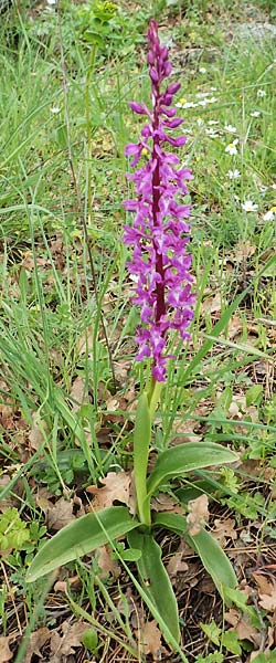 Orchis mascula / Early Purple Orchid, Samos,  Spatharei 17.4.2017 