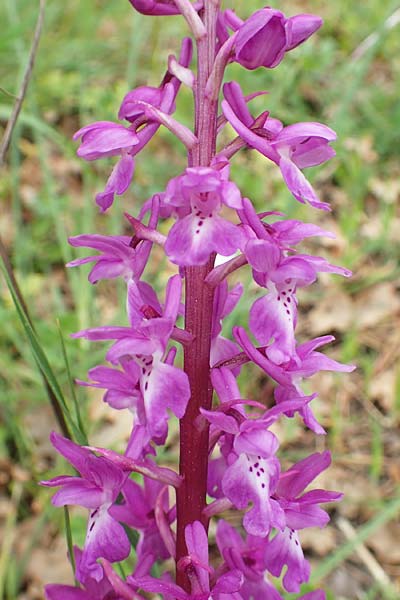 Orchis mascula \ Manns-Knabenkraut, Stattliches Knabenkraut / Early Purple Orchid, Samos,  Spatharei 17.4.2017 