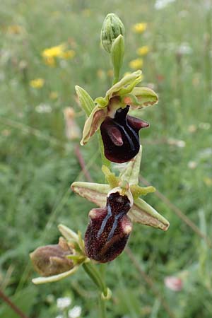 Ophrys mammosa / Mammosa Orchid, Samos,  Spatharei 17.4.2017 