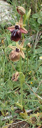 Ophrys mammosa / Mammosa Orchid, Samos,  Spatharei 17.4.2017 