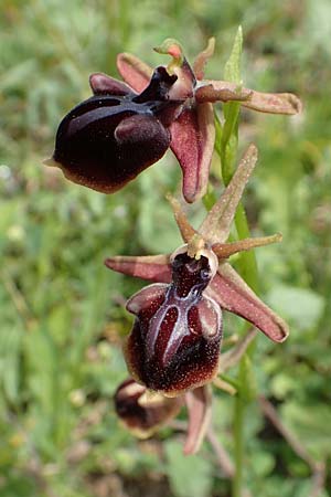 Ophrys mammosa / Mammosa Orchid, Samos,  Spatharei 17.4.2017 