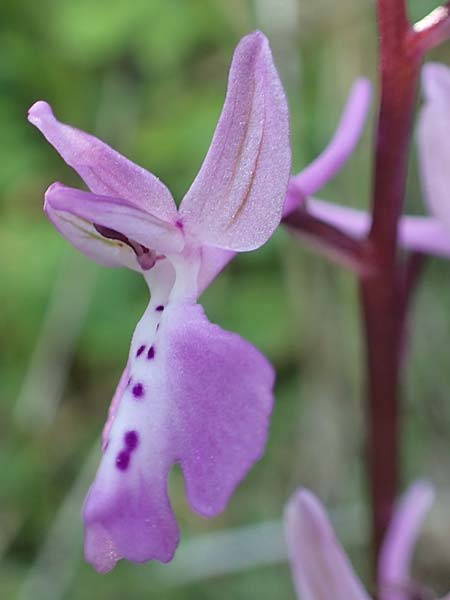 Orchis anatolica \ Anatolisches Knabenkraut / Anatolian Orchid, Samos,  Ambelos 14.4.2017 