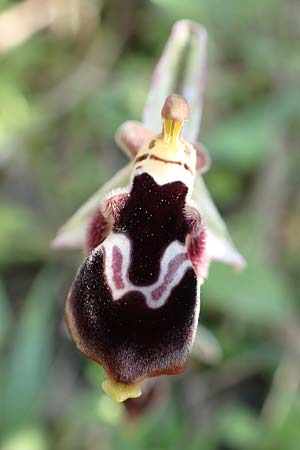 Ophrys reinholdii / Reinhold's Bee Orchid, Samos,  Potami 15.4.2017 