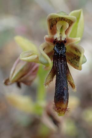 Ophrys regis-ferdinandii \ König-Ferdinand-Ragwurz, Samos,  Spatharei 17.4.2017 