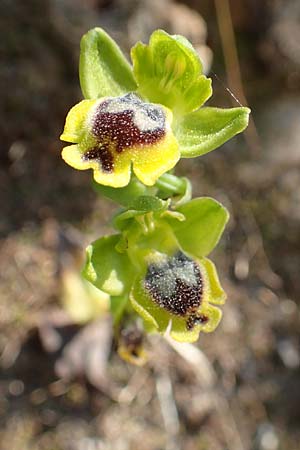 Ophrys sicula / Sicilian Bee Orchid, Samos,  Potami 15.4.2017 