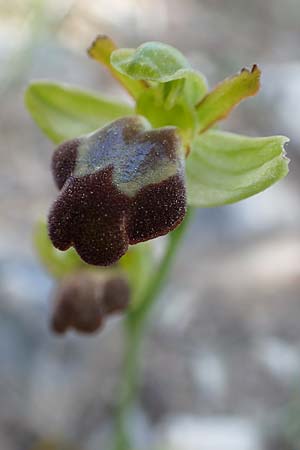 Ophrys pelinaea \ Pelinaion-Ragwurz / Pelinaio's Bee Orchid (forma chlorantha), Samos,  Paleokastro 11.4.2017 