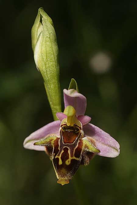 Ophrys samiotissa / Samian Bee Orchid, Samos,    18.4.2022 (Photo: Helmut Presser)