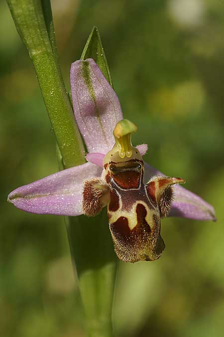 Ophrys samiotissa / Samian Bee Orchid, Samos,    18.4.2022 (Photo: Helmut Presser)