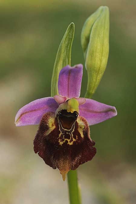 Ophrys samiotissa / Samian Bee Orchid, Samos,    18.4.2022 (Photo: Helmut Presser)