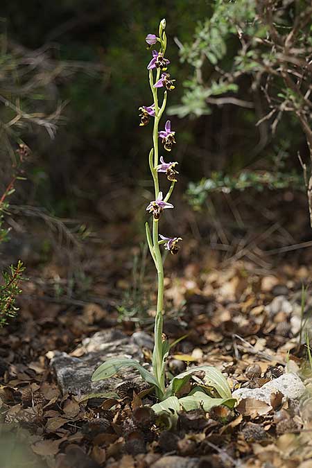 Ophrys samiotissa / Samian Bee Orchid, Samos,    18.4.2022 (Photo: Helmut Presser)