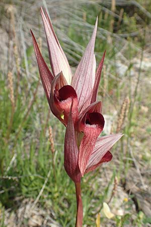 Serapias orientalis subsp. carica \ Karischer Zungenständel / Carian Serapias, Samos,  Psili Ammos 16.4.2017 