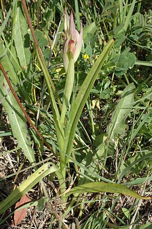 Serapias parviflora \ Kleinblütiger Zungenständel / Small Tongue Orchid, Samos,  Psili Ammos 16.4.2017 