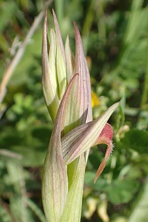 Serapias parviflora \ Kleinblütiger Zungenständel / Small Tongue Orchid, Samos,  Psili Ammos 16.4.2017 