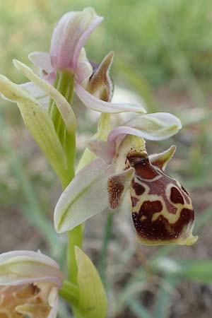 Ophrys umbilicata / Carmel Bee Orchid, Samos,  Mytilini 10.4.2017 