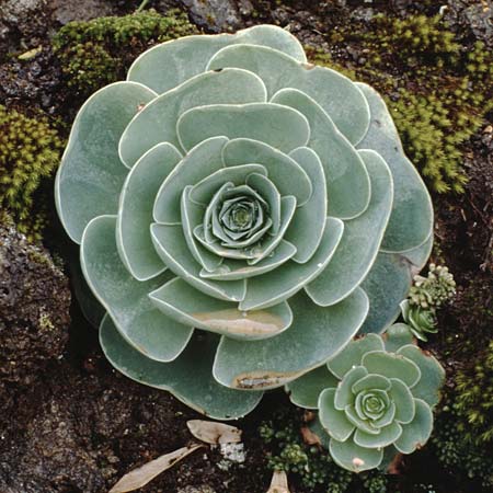 Aeonium aureum \ Gold-Greenovia, Teneriffa Lomo di Masca 14.2.1989