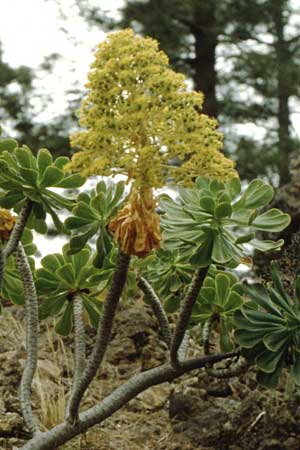 Aeonium arboreum subsp. holochrysum \ Goldgelbes Greenovia, Teneriffa Chio 11.2.1989