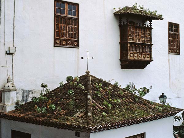 Aeonium arboreum subsp. holochrysum \ Goldgelbes Greenovia, Teneriffa Icod de los Vinos 19.2.1989