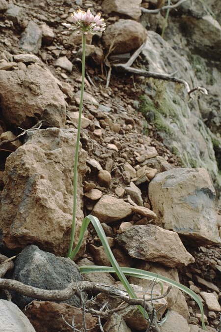 Allium canariense / Canarian Wild Leek, Teneriffa Chio 20.2.1989