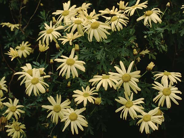 Argyranthemum frutescens / Marguerite Daisy, Teneriffa Esperanza 13.2.1989